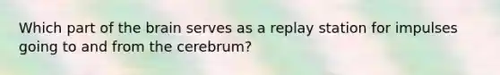 Which part of the brain serves as a replay station for impulses going to and from the cerebrum?