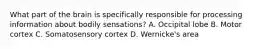What part of the brain is specifically responsible for processing information about bodily sensations? A. Occipital lobe B. Motor cortex C. Somatosensory cortex D. Wernicke's area