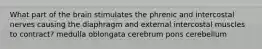 What part of the brain stimulates the phrenic and intercostal nerves causing the diaphragm and external intercostal muscles to contract? medulla oblongata cerebrum pons cerebellum