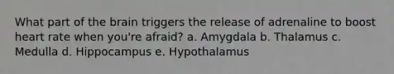 What part of the brain triggers the release of adrenaline to boost heart rate when you're afraid? a. Amygdala b. Thalamus c. Medulla d. Hippocampus e. Hypothalamus