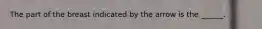 The part of the breast indicated by the arrow is the ______.