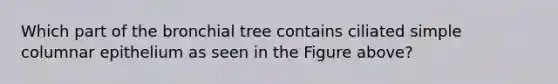 Which part of the bronchial tree contains ciliated simple columnar epithelium as seen in the Figure above?