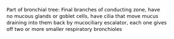 Part of bronchial tree: Final branches of conducting zone, have no mucous glands or goblet cells, have cilia that move mucus draining into them back by mucociliary escalator, each one gives off two or more smaller respiratory bronchioles