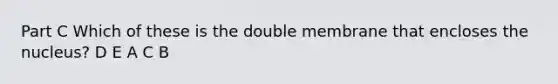 Part C Which of these is the double membrane that encloses the nucleus? D E A C B