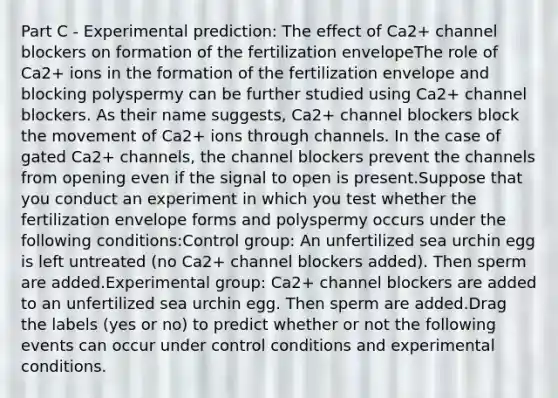 Part C - Experimental prediction: The effect of Ca2+ channel blockers on formation of the fertilization envelopeThe role of Ca2+ ions in the formation of the fertilization envelope and blocking polyspermy can be further studied using Ca2+ channel blockers. As their name suggests, Ca2+ channel blockers block the movement of Ca2+ ions through channels. In the case of gated Ca2+ channels, the channel blockers prevent the channels from opening even if the signal to open is present.Suppose that you conduct an experiment in which you test whether the fertilization envelope forms and polyspermy occurs under the following conditions:Control group: An unfertilized sea urchin egg is left untreated (no Ca2+ channel blockers added). Then sperm are added.Experimental group: Ca2+ channel blockers are added to an unfertilized sea urchin egg. Then sperm are added.Drag the labels (yes or no) to predict whether or not the following events can occur under control conditions and experimental conditions.