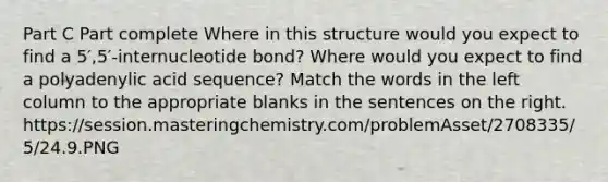 Part C Part complete Where in this structure would you expect to find a 5′,5′-internucleotide bond? Where would you expect to find a polyadenylic acid sequence? Match the words in the left column to the appropriate blanks in the sentences on the right. https://session.masteringchemistry.com/problemAsset/2708335/5/24.9.PNG