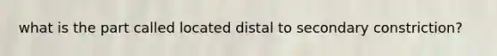 what is the part called located distal to secondary constriction?