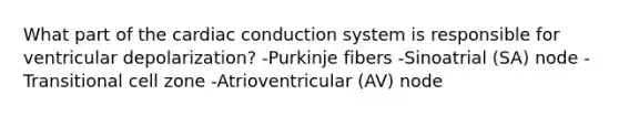 What part of the cardiac conduction system is responsible for ventricular depolarization? -Purkinje fibers -Sinoatrial (SA) node -Transitional cell zone -Atrioventricular (AV) node