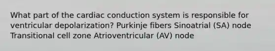 What part of the cardiac conduction system is responsible for ventricular depolarization? Purkinje fibers Sinoatrial (SA) node Transitional cell zone Atrioventricular (AV) node