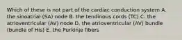 Which of these is not part of the cardiac conduction system A. the sinoatrial (SA) node B. the tendinous cords (TC) C. the atrioventricular (AV) node D. the atrioventricular (AV) bundle (bundle of His) E. the Purkinje fibers