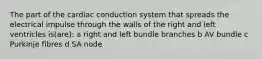 The part of the cardiac conduction system that spreads the electrical impulse through the walls of the right and left ventricles is(are): a right and left bundle branches b AV bundle c Purkinje fibres d SA node