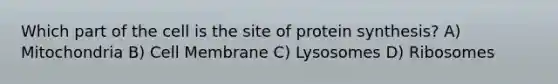 Which part of the cell is the site of protein synthesis? A) Mitochondria B) Cell Membrane C) Lysosomes D) Ribosomes