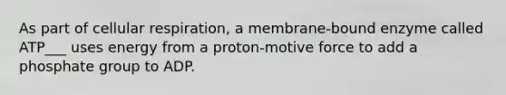 As part of cellular respiration, a membrane-bound enzyme called ATP___ uses energy from a proton-motive force to add a phosphate group to ADP.