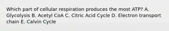 Which part of cellular respiration produces the most ATP? A. Glycolysis B. Acetyl CoA C. Citric Acid Cycle D. Electron transport chain E. Calvin Cycle