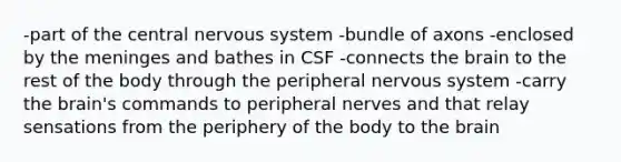 -part of the central nervous system -bundle of axons -enclosed by the meninges and bathes in CSF -connects the brain to the rest of the body through the peripheral nervous system -carry the brain's commands to peripheral nerves and that relay sensations from the periphery of the body to the brain