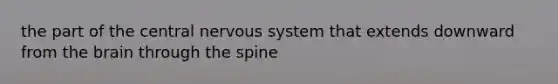 the part of the central nervous system that extends downward from the brain through the spine