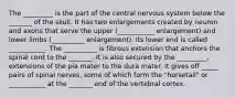 The _________ is the part of the central nervous system below the _______ of the skull. It has two enlargements created by neuron and axons that serve the upper (___________ enlargement) and lower limbs (__________ enlargement). Its lower end is called ___________. The __________ is fibrous extension that anchors the spinal cord to the _______. It is also secured by the _________, extensions of the pia mater to the dura mater. It gives off _____ pairs of spinal nerves, some of which form the "horsetail" or ___________ at the _______ end of the vertebral cortex.