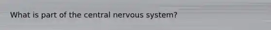 What is part of the central nervous system?