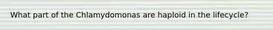 What part of the Chlamydomonas are haploid in the lifecycle?