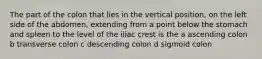 The part of the colon that lies in the vertical position, on the left side of the abdomen, extending from a point below the stomach and spleen to the level of the iliac crest is the a ascending colon b transverse colon c descending colon d sigmoid colon