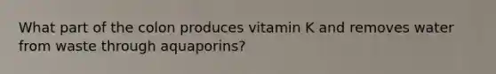 What part of the colon produces vitamin K and removes water from waste through aquaporins?