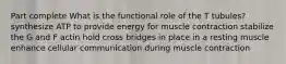 Part complete What is the functional role of the T tubules? synthesize ATP to provide energy for muscle contraction stabilize the G and F actin hold cross bridges in place in a resting muscle enhance cellular communication during muscle contraction