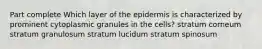 Part complete Which layer of the epidermis is characterized by prominent cytoplasmic granules in the cells? stratum corneum stratum granulosum stratum lucidum stratum spinosum