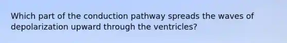 Which part of the conduction pathway spreads the waves of depolarization upward through the ventricles?