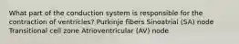 What part of the conduction system is responsible for the contraction of ventricles? Purkinje fibers Sinoatrial (SA) node Transitional cell zone Atrioventricular (AV) node