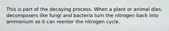 This is part of the decaying process. When a plant or animal dies, decomposers like fungi and bacteria turn the nitrogen back into ammonium so it can reenter the nitrogen cycle.