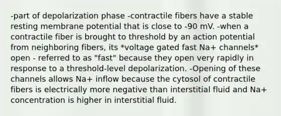 -part of depolarization phase -contractile fibers have a stable resting membrane potential that is close to -90 mV. -when a contractile fiber is brought to threshold by an action potential from neighboring fibers, its *voltage gated fast Na+ channels* open - referred to as "fast" because they open very rapidly in response to a threshold-level depolarization. -Opening of these channels allows Na+ inflow because the cytosol of contractile fibers is electrically more negative than interstitial fluid and Na+ concentration is higher in interstitial fluid.