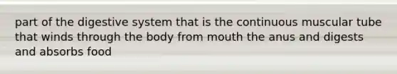 part of the digestive system that is the continuous muscular tube that winds through the body from mouth the anus and digests and absorbs food