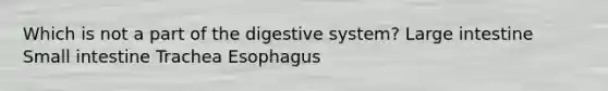 Which is not a part of the digestive system? Large intestine Small intestine Trachea Esophagus