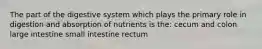 The part of the digestive system which plays the primary role in digestion and absorption of nutrients is the: cecum and colon large intestine small intestine rectum