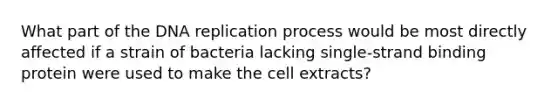 What part of the DNA replication process would be most directly affected if a strain of bacteria lacking single-strand binding protein were used to make the cell extracts?