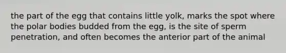 the part of the egg that contains little yolk, marks the spot where the polar bodies budded from the egg, is the site of sperm penetration, and often becomes the anterior part of the animal