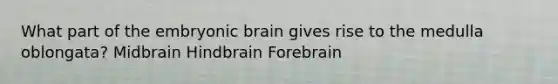 What part of the embryonic brain gives rise to the medulla oblongata? Midbrain Hindbrain Forebrain