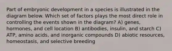 Part of embryonic development in a species is illustrated in the diagram below. Which set of factors plays the most direct role in controlling the events shown in the diagram? A) genes, hormones, and cell location B) antibodies, insulin, and starch C) ATP, amino acids, and inorganic compounds D) abiotic resources, homeostasis, and selective breeding