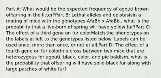 Part A: What would be the expected frequency of agouti brown offspring in the litter?Part B: Lethal alleles and epistasisIn a mating of mice with the genotypes AYaBb x AYaBb , what is the probability that a live-born offspring will have yellow fur?Part C: The effect of a third gene on fur colorMatch the phenotypes on the labels at left to the genotypes listed below. Labels can be used once, <a href='https://www.questionai.com/knowledge/keWHlEPx42-more-than' class='anchor-knowledge'>more than</a> once, or not at all.Part D: The effect of a fourth gene on fur colorIn a cross between two mice that are heterozygous for agouti, black, color, and pie baldism, what is the probability that offspring will have solid black fur along with large patches of white fur?