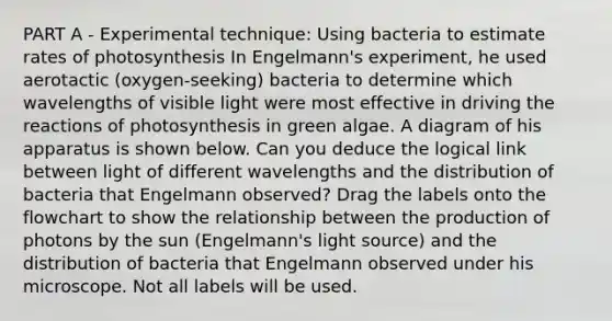 PART A - Experimental technique: Using bacteria to estimate rates of photosynthesis In Engelmann's experiment, he used aerotactic (oxygen-seeking) bacteria to determine which wavelengths of visible light were most effective in driving the reactions of photosynthesis in green algae. A diagram of his apparatus is shown below. Can you deduce the logical link between light of different wavelengths and the distribution of bacteria that Engelmann observed? Drag the labels onto the flowchart to show the relationship between the production of photons by the sun (Engelmann's light source) and the distribution of bacteria that Engelmann observed under his microscope. Not all labels will be used.