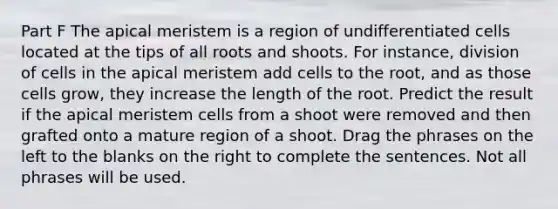 Part F The apical meristem is a region of undifferentiated cells located at the tips of all roots and shoots. For instance, division of cells in the apical meristem add cells to the root, and as those cells grow, they increase the length of the root. Predict the result if the apical meristem cells from a shoot were removed and then grafted onto a mature region of a shoot. Drag the phrases on the left to the blanks on the right to complete the sentences. Not all phrases will be used.