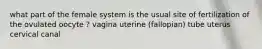 what part of the female system is the usual site of fertilization of the ovulated oocyte ? vagina uterine (fallopian) tube uterus cervical canal