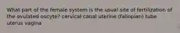 What part of the female system is the usual site of fertilization of the ovulated oocyte? cervical canal uterine (fallopian) tube uterus vagina