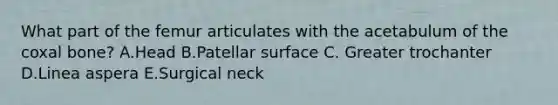 What part of the femur articulates with the acetabulum of the coxal bone? A.Head B.Patellar surface C. Greater trochanter D.Linea aspera E.Surgical neck