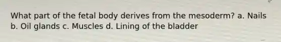 What part of the fetal body derives from the mesoderm? a. Nails b. Oil glands c. Muscles d. Lining of the bladder