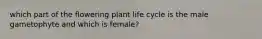 which part of the flowering plant life cycle is the male gametophyte and which is female?