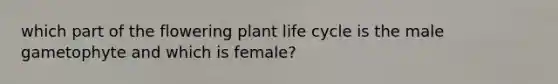 which part of the flowering plant life cycle is the male gametophyte and which is female?