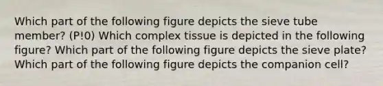 Which part of the following figure depicts the sieve tube member? (P!0) Which complex tissue is depicted in the following figure? Which part of the following figure depicts the sieve plate? Which part of the following figure depicts the companion cell?