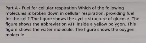 Part A - Fuel for cellular respiration Which of the following molecules is broken down in cellular respiration, providing fuel for the cell? The figure shows the cyclic structure of glucose. The figure shows the abbreviation ATP inside a yellow polygon. This figure shows the water molecule. The figure shows the oxygen molecule.