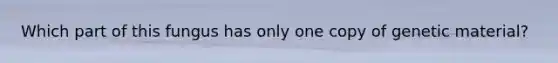 Which part of this fungus has only one copy of genetic material?